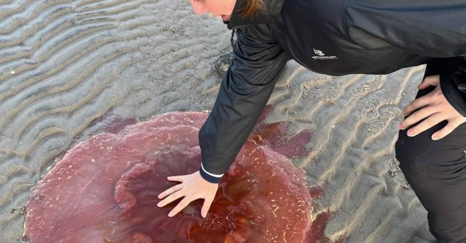 Foto: Reprodução/Aquário de Øresund