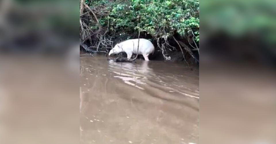 Animal raro é avistado a margem de rio