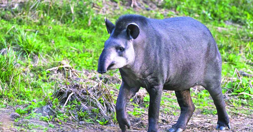 As antas são conhecidas como "jardineiras das florestas" e percorrem distâncias grandes -
Foto: Reprodução