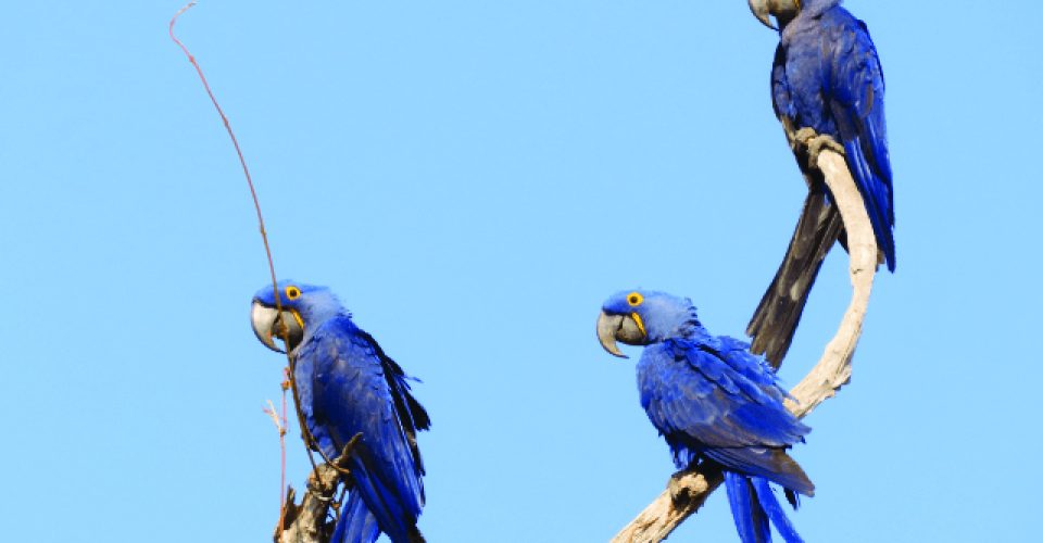 Foto: Instituto Arara Azul