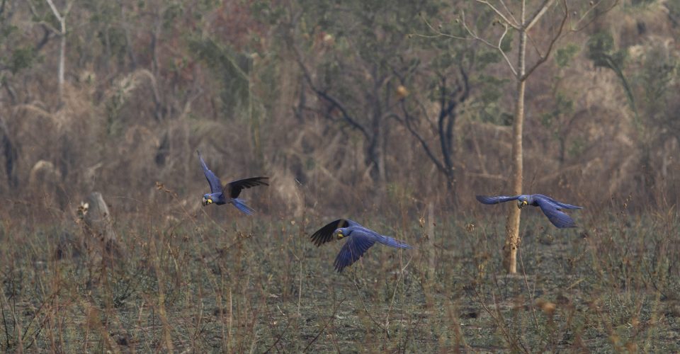 Araras fugindo do fogo