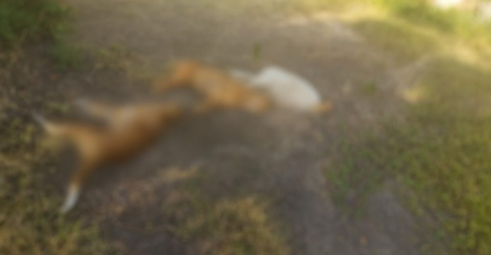 Foto: Divulgação/PCMS