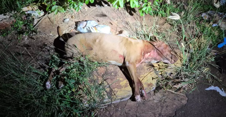 Um dos cães mortos a tiro - Foto: divulgação/GCM