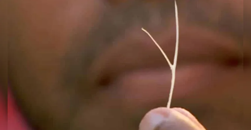 Foto: reprodução/internet