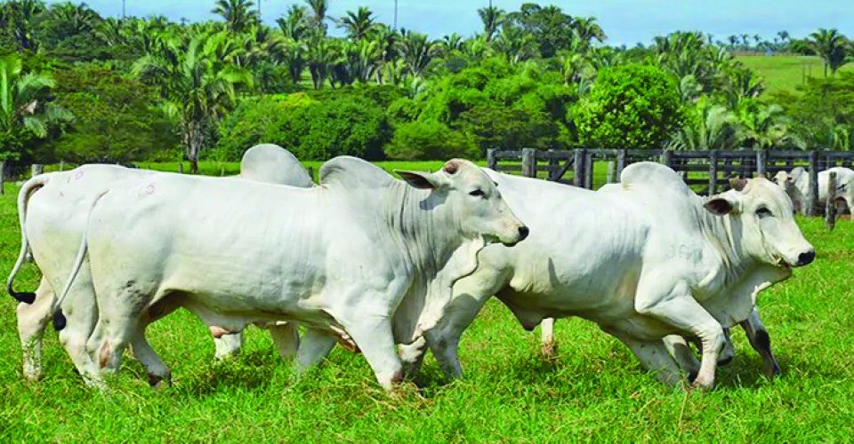 MS projeta crescimento no faturamento agropecuário após desempenho positivo registrado em 2025 e avanço das exportações - Foto: Divulgação/SNA