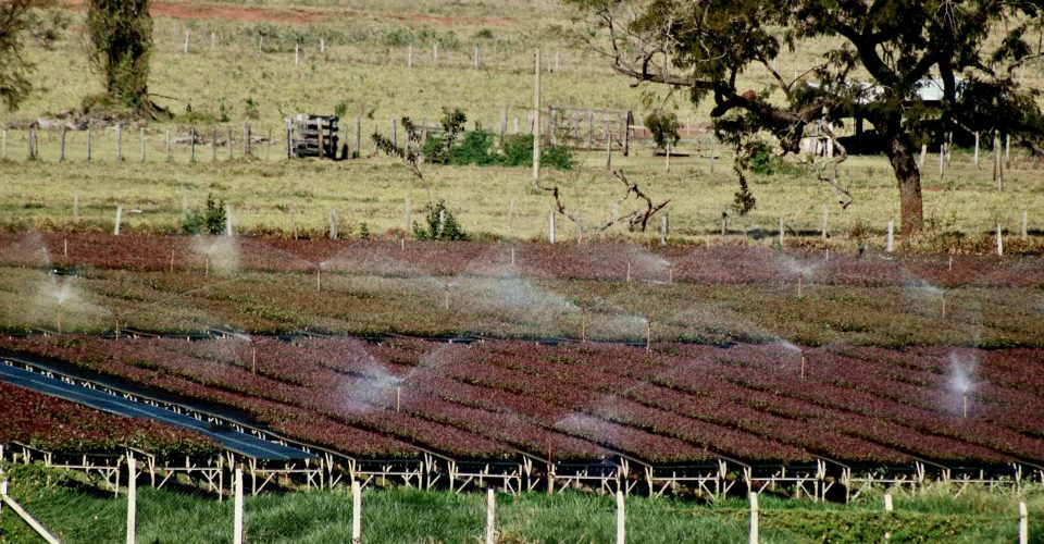 Viveiro de Bataguassu -Foto: Roberta Martins