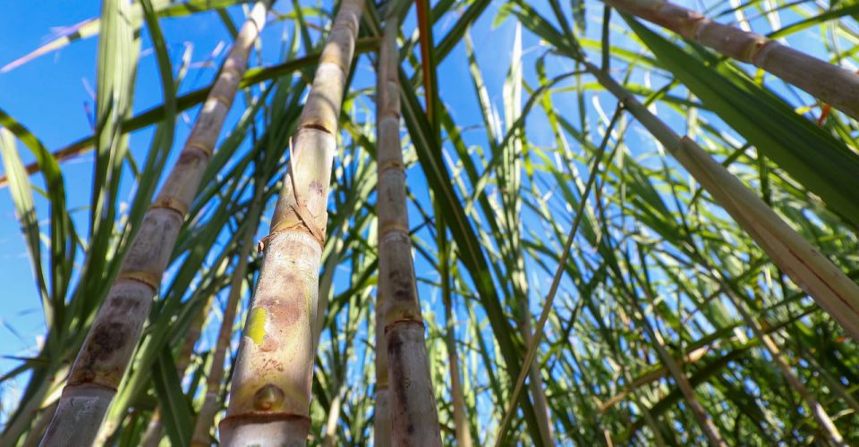 A medida reafirma o papel do etanol como uma alternativa de baixo carbono - Foto: Álvaro Rezende
