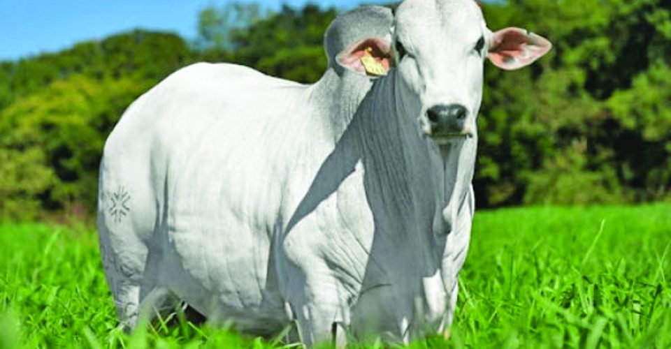 Foto: Arroba do boi comum é comercializada a R$ 320,00, mesma média paga à carne destinada à Cinha. Reprodução/ Acrissul