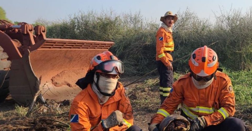 Animais são as maiores vitimas das queimadas no Pantanal