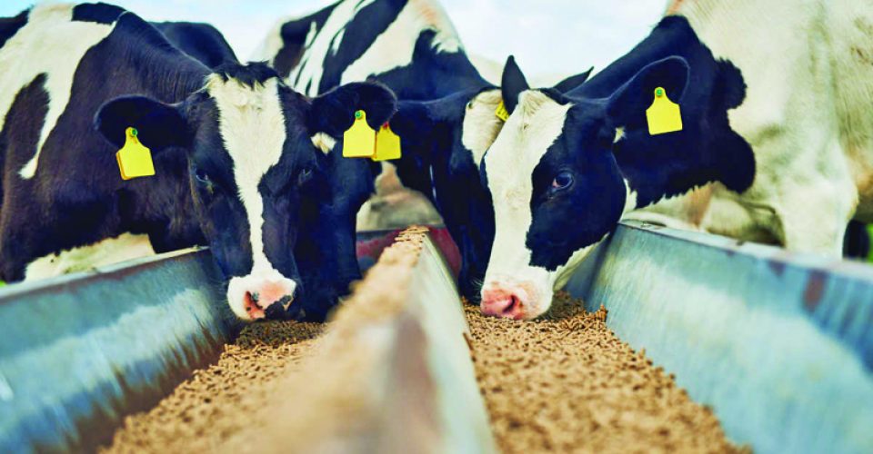 Avicultura, suinocultura e mercado pet lideram a demanda, enquanto custos de insumos e exportações moldam o ritmo do setor - Foto: divulgação