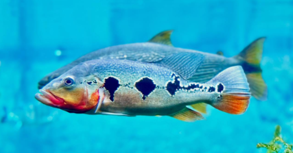 Foto: Bioparque Pantanal