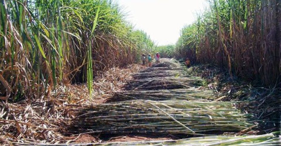 Tecnologia como aliada do produtor de cana-de-açucar