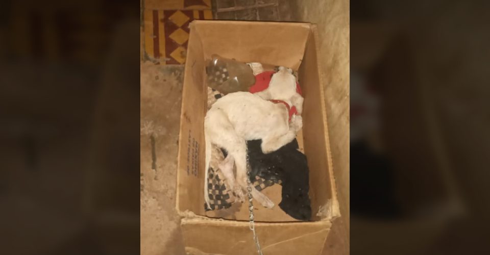 Um dos animais foi encontrado morto e acorrentado
Foto: divulgação PCMS