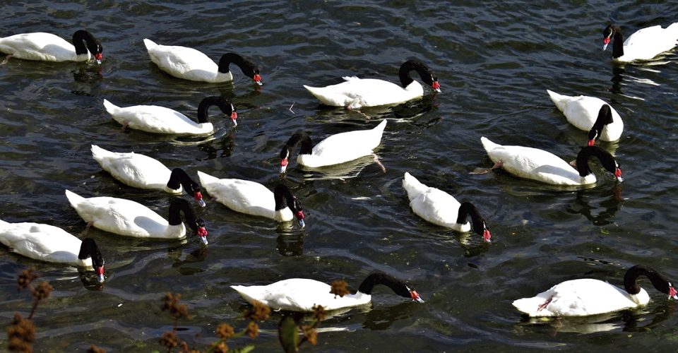 cisne-de-pescoço-preto_gripe aviária