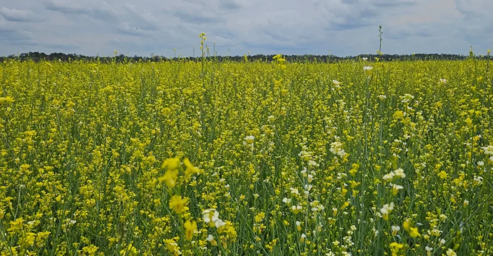 Carinata foi a mais nova produção que entrou na listagem de isenção do ICMS:
Foto: Reprodução