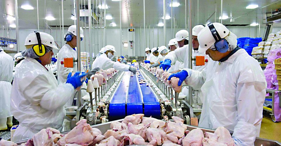 Dez países ainda têm suspensas as exportações de carne de frango brasileiros - Foto: Reprodução