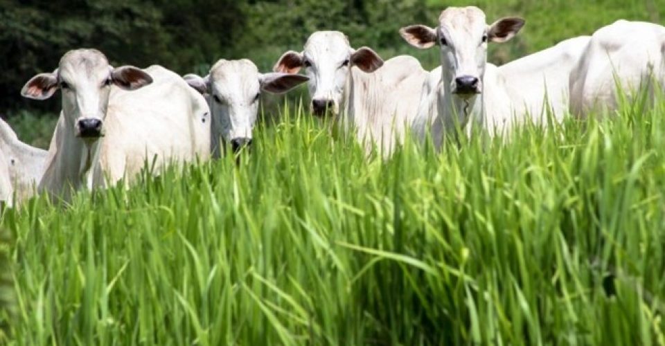 O carrapato passa cerca de 95% de seu ciclo de vida fora do animal, nas pastagens - Foto: Divulgação