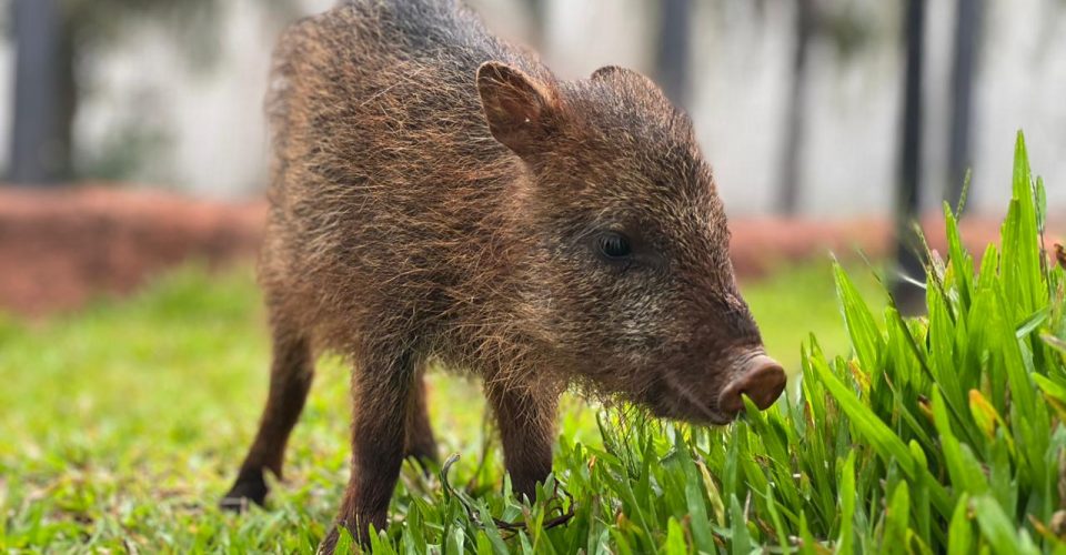 Foto: Divulgação/ Rosana Moura -Bioparque Pantanal