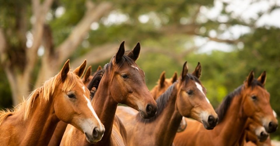 cavalo cavalos