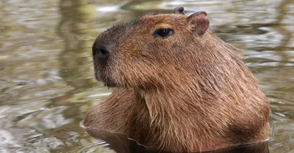 capivara