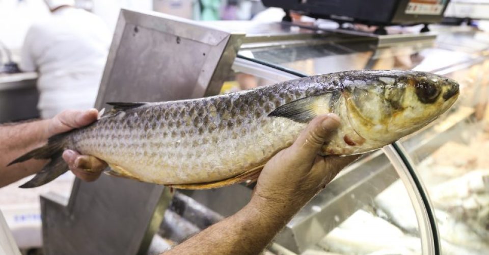 Semana santa aumenta a oferta de peixes