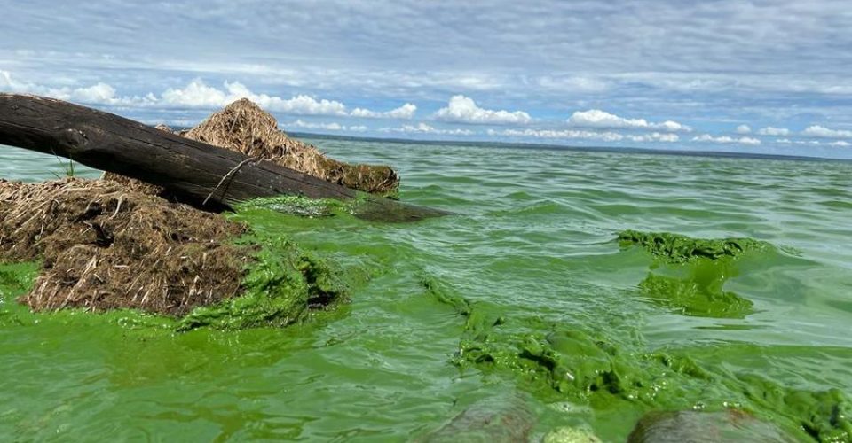 Lago com água verde