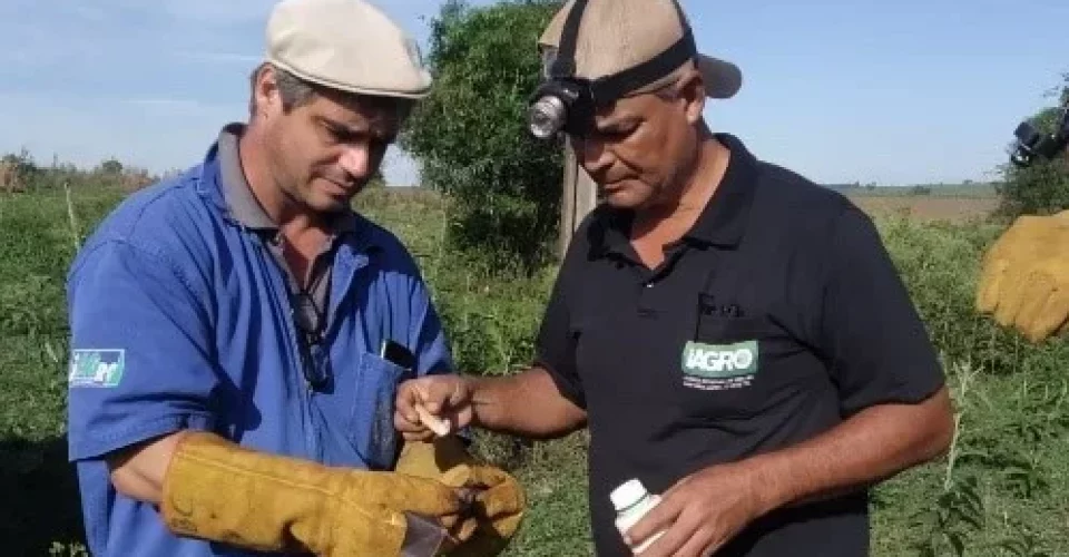 Foto: Divulgação Iagro