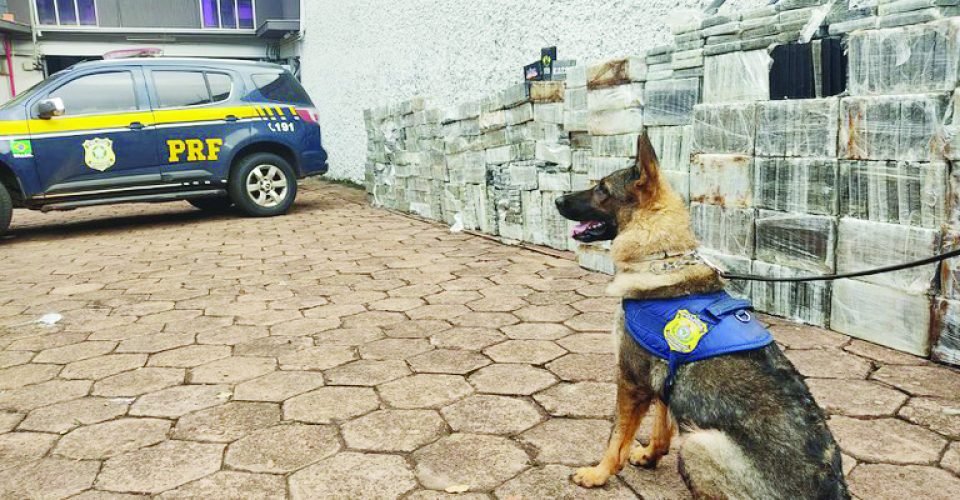 Em fevereiro, os cães
K9 Thor e Amélia
atuaram na maior
apreensão de cocaína/Foto: Reprodução-PRF