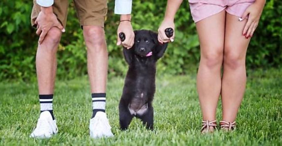 Guarda compartilhada de pets Especialista dá dicas para manutenção do bem-estar do bichinho