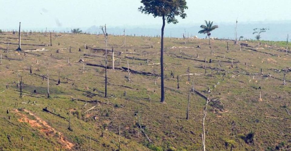 desmatamento amazonia floresta arvore madeira ilegal