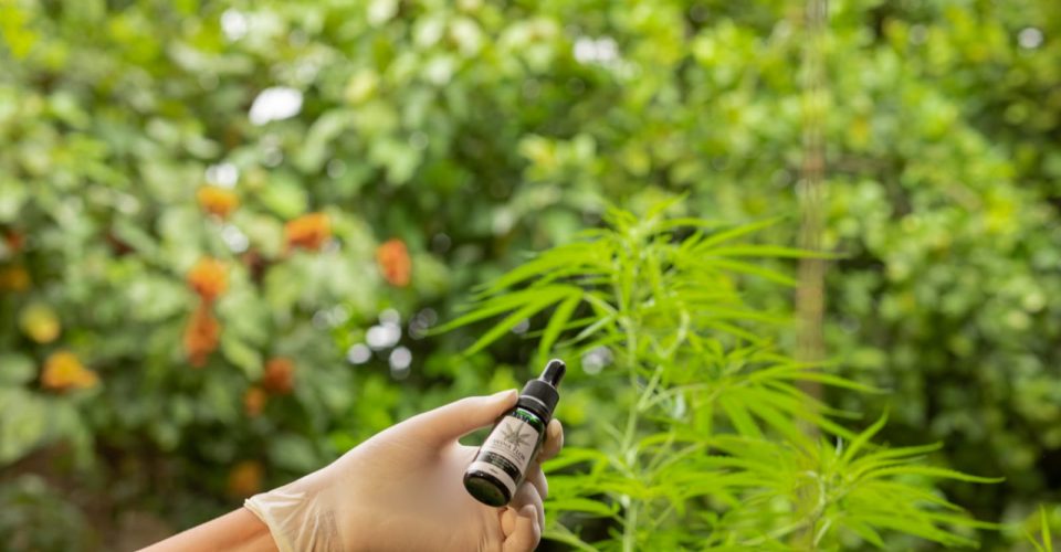 Foto: Divulgação/Divina Flor