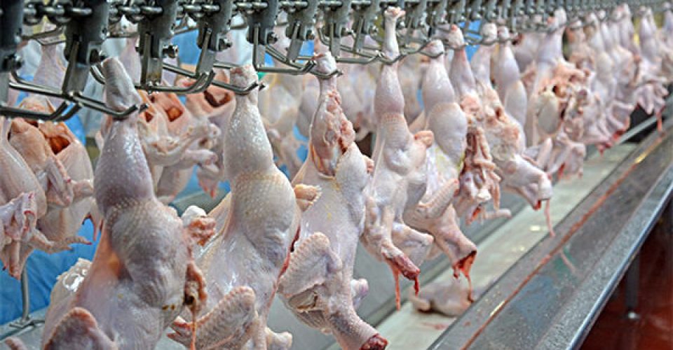 Regulamentada legislação para abate de frango