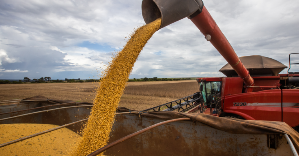 Foto: Reprodução/Embrapa
