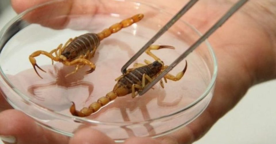 Foto: Reprodução/GOV MS