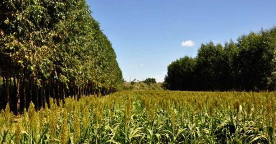 lavoura agronegocio producao rural ms mato grosso do sul