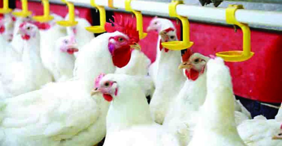 No comércio exterior, Mato Grosso do Sul exportou cerca de 28 mil toneladas de carne de frango - Foto: Famasul