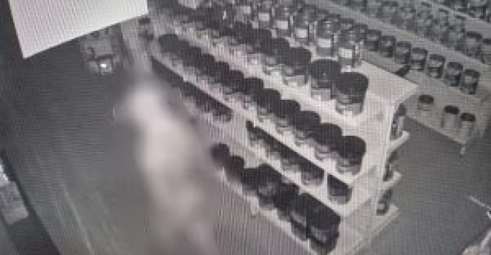 Foto: Divulgação/ Polícia Civil de Mato Grosso do Sul