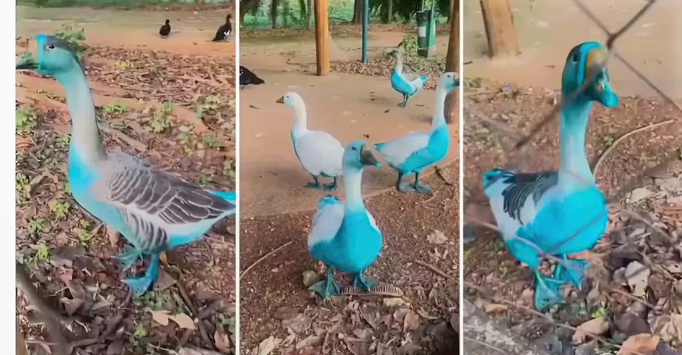 Foto: Associação Mata Ciliar