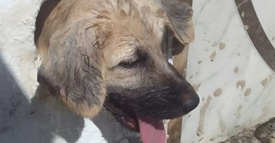 Foto: Divulgação/Corpo de Bombeiros