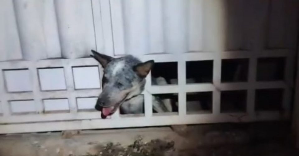 Foto: Divulgação/Corpo de Bombeiros Militar