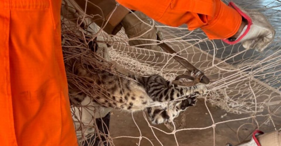Foto: Divulgação/Corpo de Bombeiros Militar