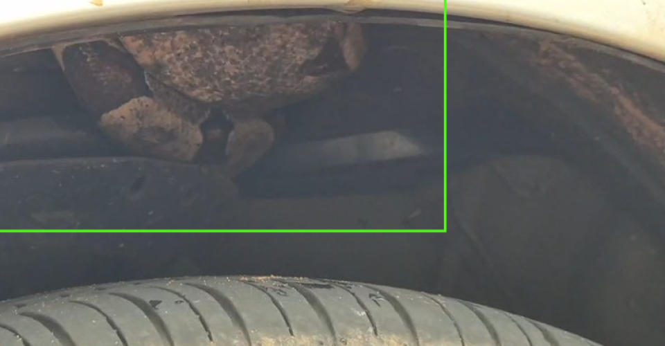 Foto: Reprodução/ Leitor O Estado