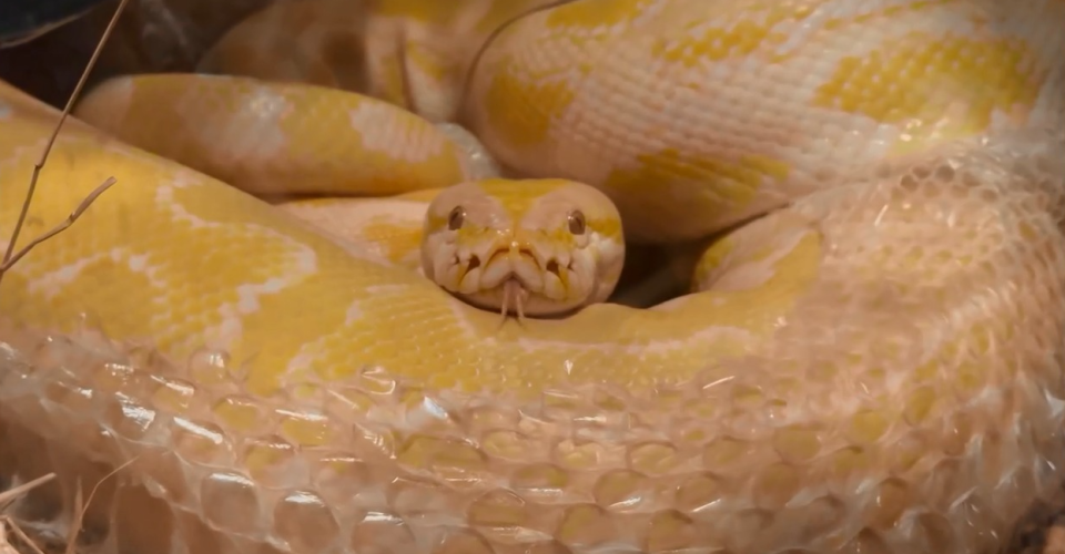 Foto: Reprodução/Bioparque Pantanal