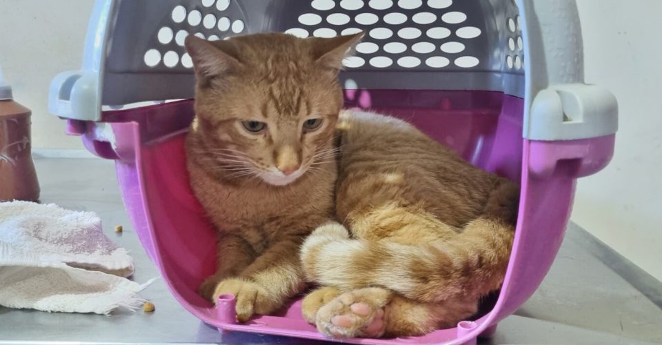 João - Foto: Divulgação