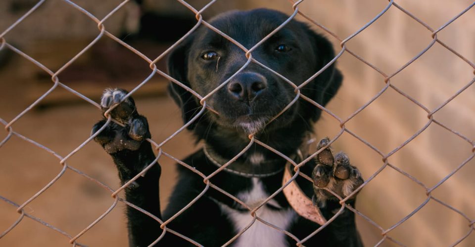 jornal-voz-ativa-ouro-preto-mg-minas-gerais-op-materia-brasil-cai-em-ranking-de-legislacao-de-protecao-animal-11032020232200