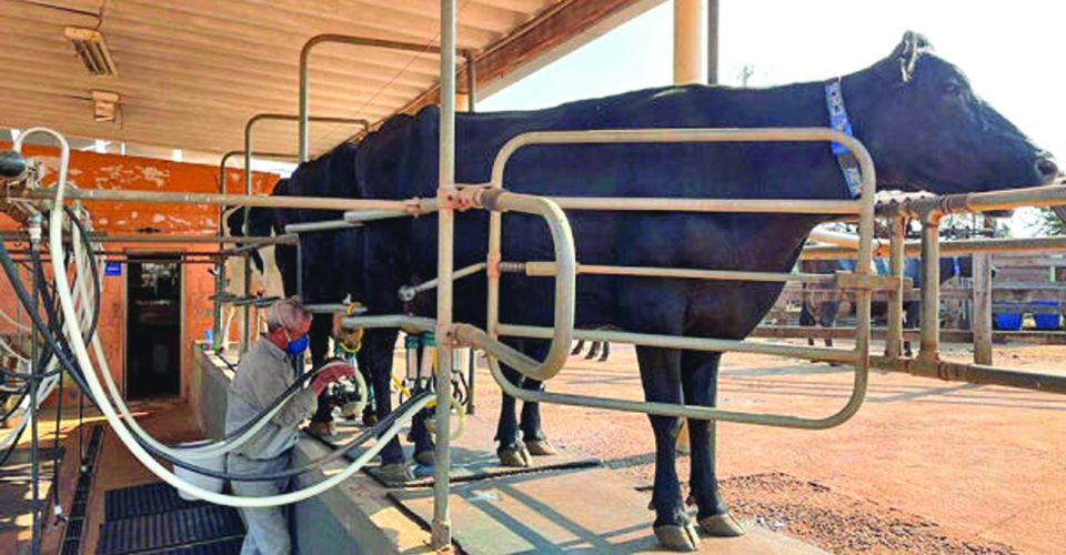 Produtores esperam melhora nos preços a partir de março de 2026 - Cepea