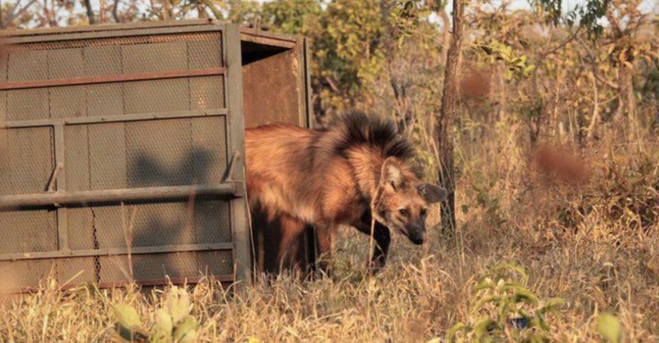 Unindo criatividade e responsabilidade social, a artesã Isabel Doering Muxfeldt resolveu colocar suas mãos para trabalhar em prol da sustentabilidade e também da valorização regional