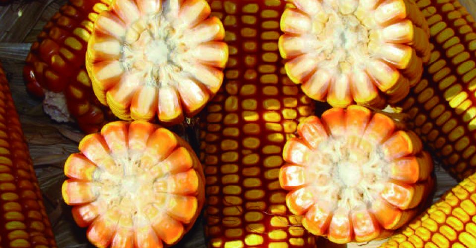 O Estado enviou para os mercados internacionais cerca de 5,7 milhões de toneladas de soja - Foto: Embrapa