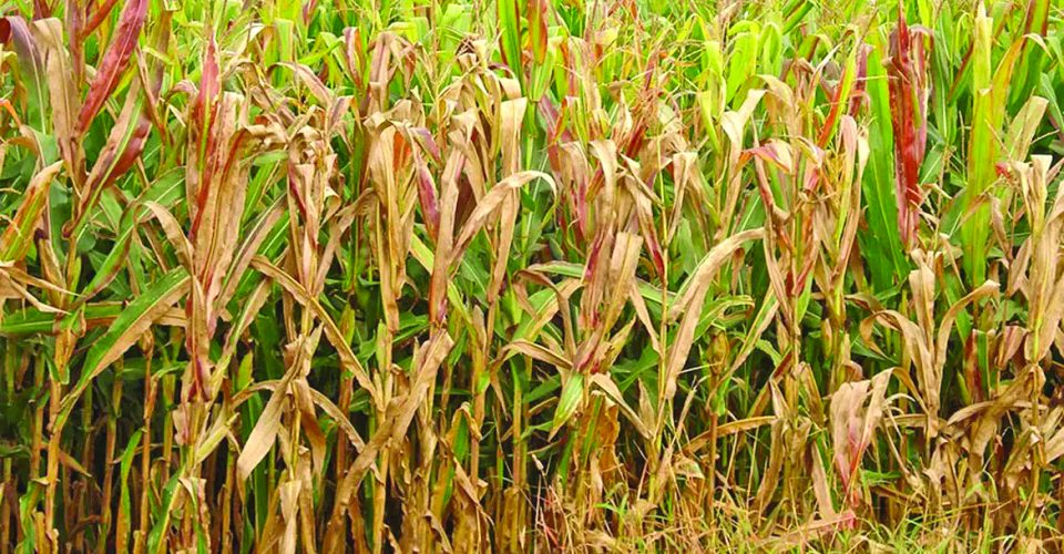 Foto: Divulgação/Embrapa