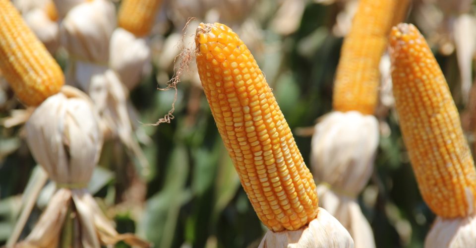 milho safra safrinha escoamento agronegocio agro rural ms mato grosso do sul producao agricola